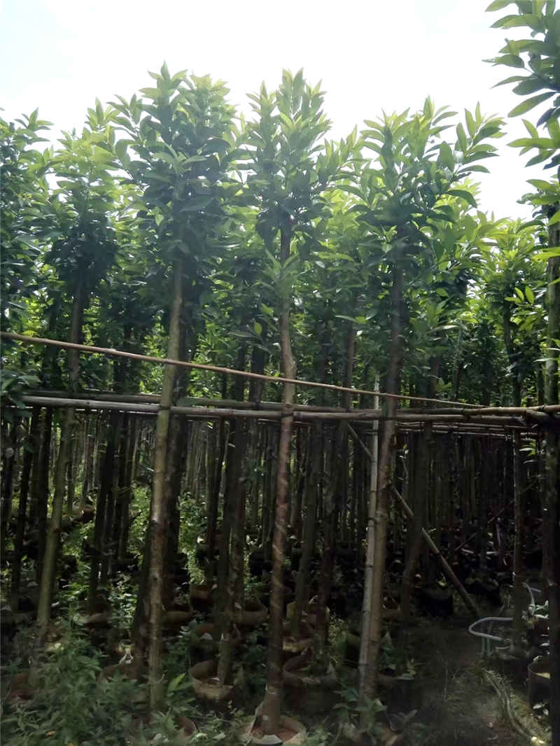 普宁市水石榕 直径10公分12公分15公分水翁树袋苗批发基地价格实惠