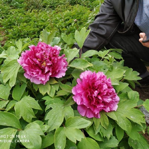 郓城县 工程绿化牡丹花苗 观赏牡丹种苗 根生牡丹芍药花