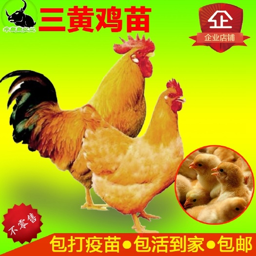 合浦县 广西鸡苗批发三黄鸡苗包邮三黄土鸡免费提供技术指导