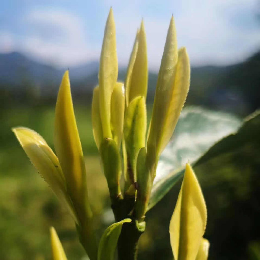 新昌县中黄3号茶苗 中黄3号茶叶苗 中黄3号茶树苗
