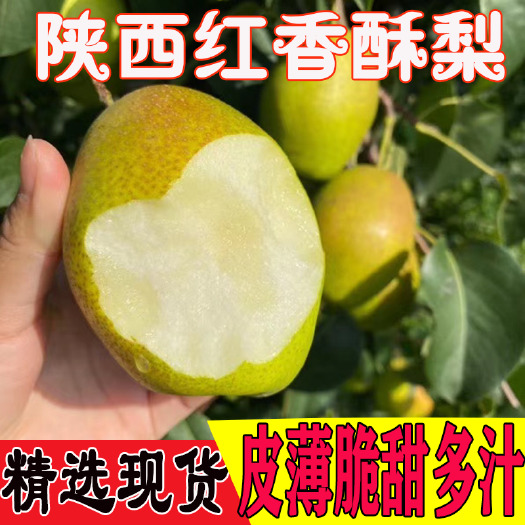 开始发货啦，一件代发对接，陕西红香酥梨，口感清甜细腻，