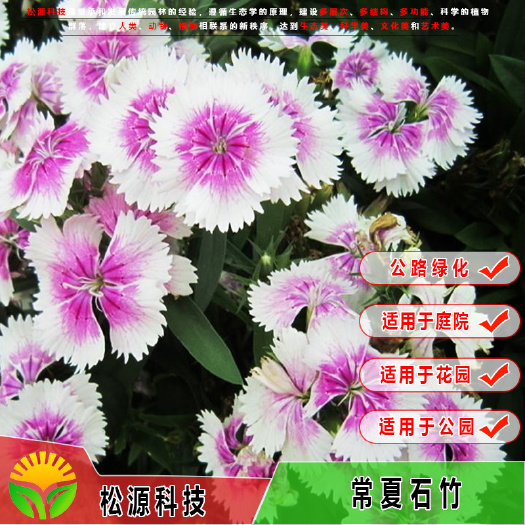 南宁 草花种常夏石竹 美国石竹 五彩石竹园林景观花海石竹欢迎咨询