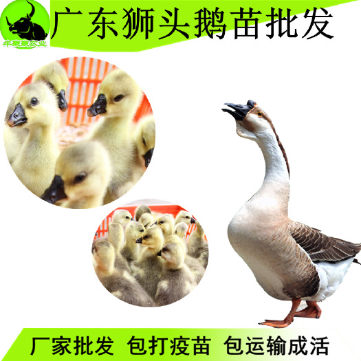 普宁市 正宗狮头鹅苗批发广东鹅苗包邮