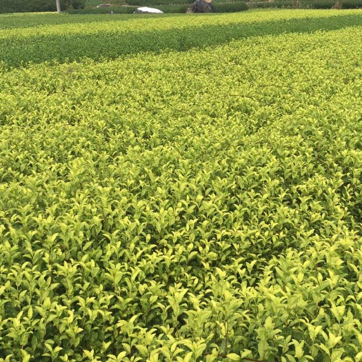 新昌县中黄3号茶树苗  中黄1号茶苗 中黄1号茶叶苗 中黄1号茶树苗