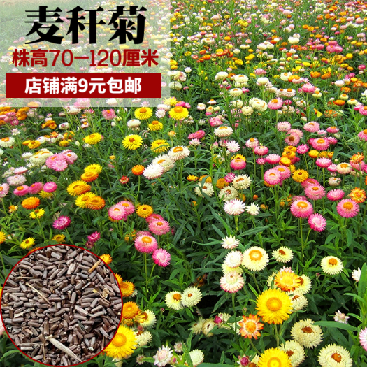 沭阳县 麦秆菊种子 麦杆菊种子干花花卉种子新种包邮