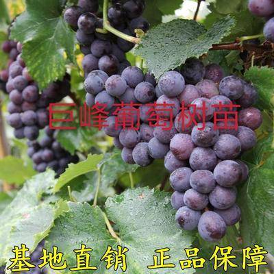 沭阳县 巨峰葡萄苗 巨峰葡萄树苗 品质保证现挖现卖葡萄果树苗包售后