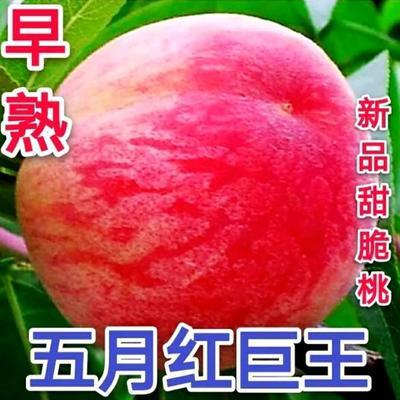 沭阳县 桃树苗五月红巨王桃树苗 保湿，包品种包成下单现挖现发