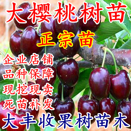 沭阳县 俄罗斯8号樱桃苗 齐早樱桃苗 鲁樱三号樱桃苗 美早樱桃苗
