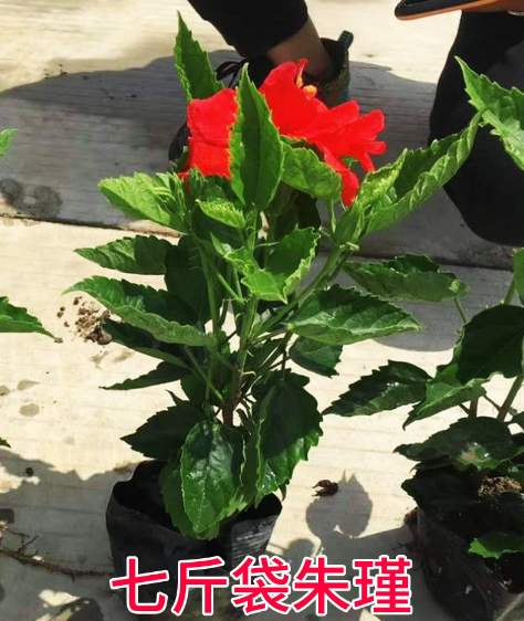 矮化朱槿矮化大红花袋苗盆栽基地直销规格齐全