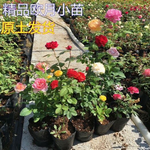 沭阳县 藤本月季花苗特大花卉爬藤植物庭院牙签小苗盆栽蔷薇爬墙四季开花