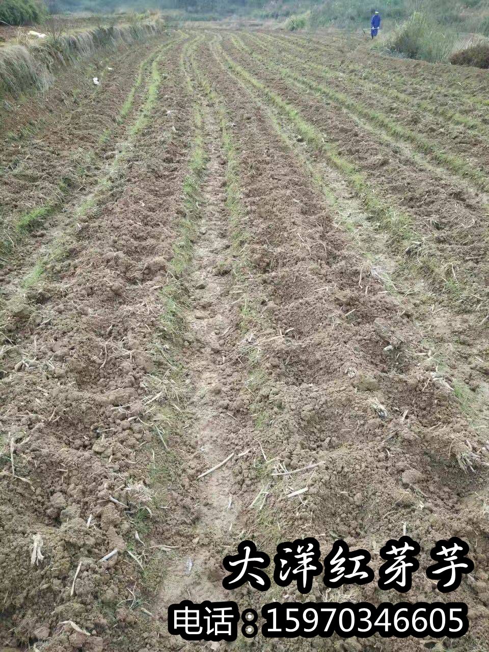 芋芽  2023脱毒红芽芋种苗出售全程技术支持