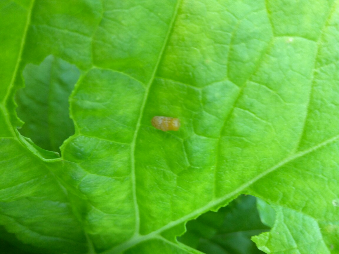 请问专家这白菜上是什么虫子咬的谢谢了