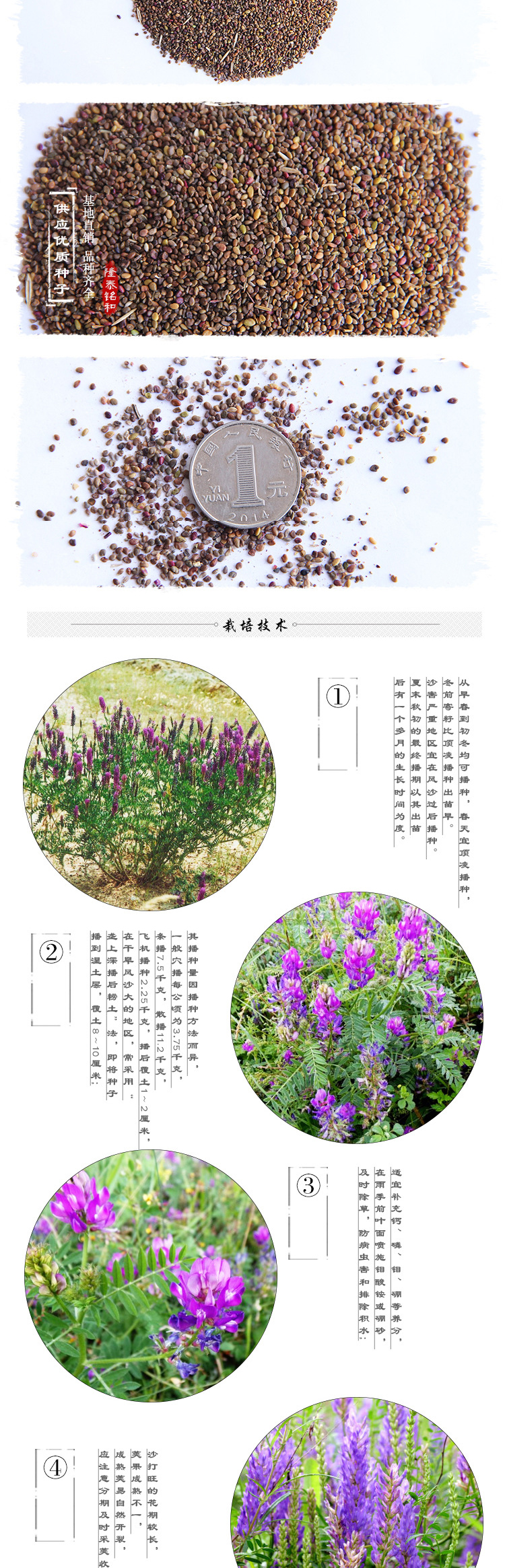  廣西牧草 沙打旺草籽耐踐踏多年生護(hù)坡綠化沙打旺種子