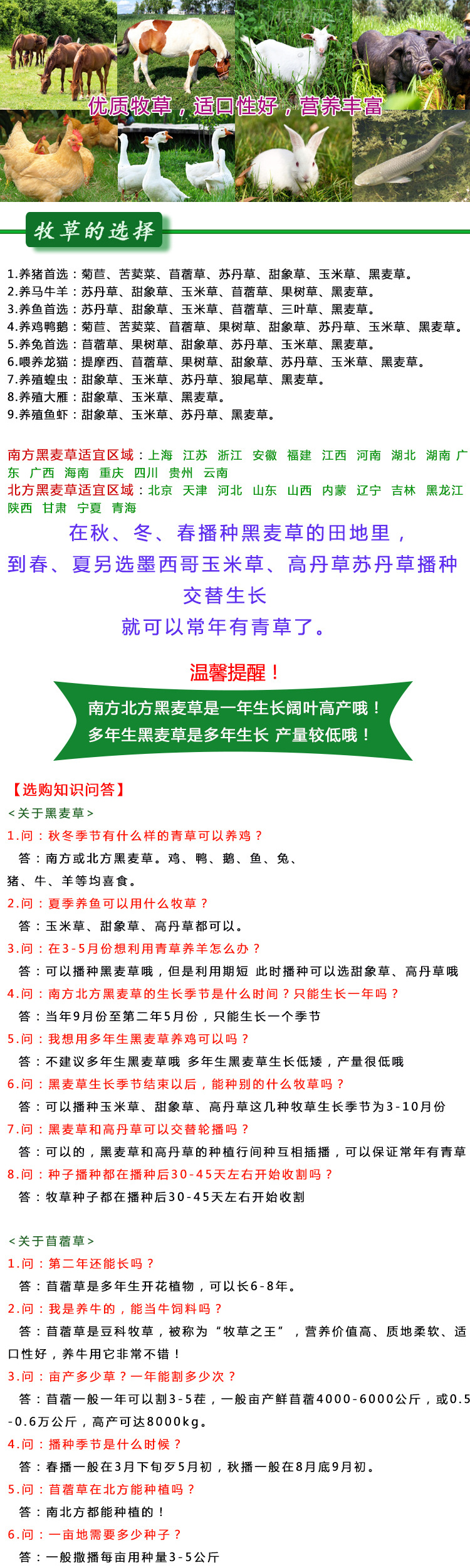  廣西牧草 沙打旺草籽耐踐踏多年生護(hù)坡綠化沙打旺種子