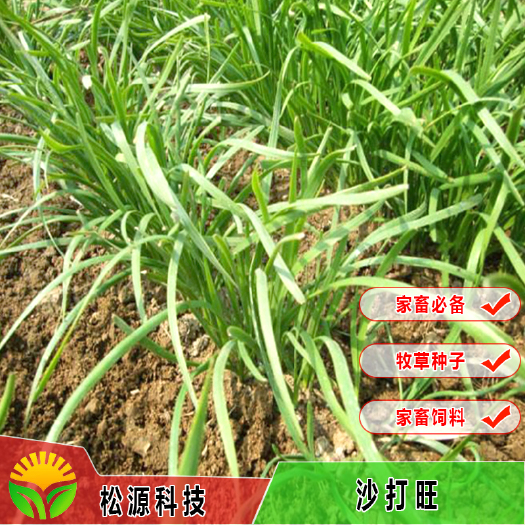 南宁 广西牧草 沙打旺草籽耐践踏多年生护坡绿化沙打旺种子