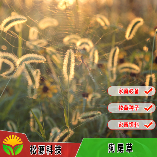  牧草种狗尾草 护坡观赏狗尾草 狗尾草种籽易成活量大从优