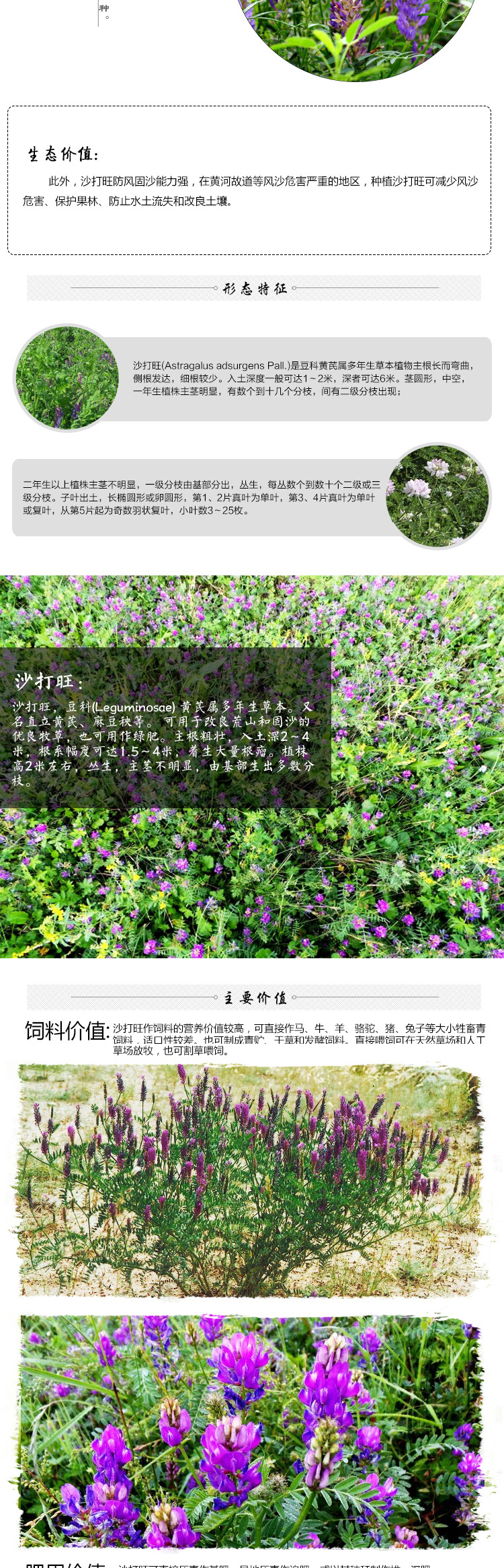  廣西牧草 沙打旺草籽耐踐踏多年生護(hù)坡綠化沙打旺種子