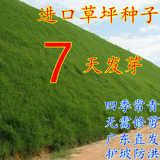 沭阳县 护坡草种子 护坡草新种子包邮水库矿山改造高速路旁护坡专用