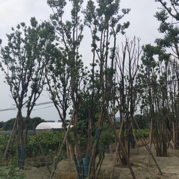  香樟树价格及图片 成都香樟基地 四川香樟 单杆香樟丛生香樟