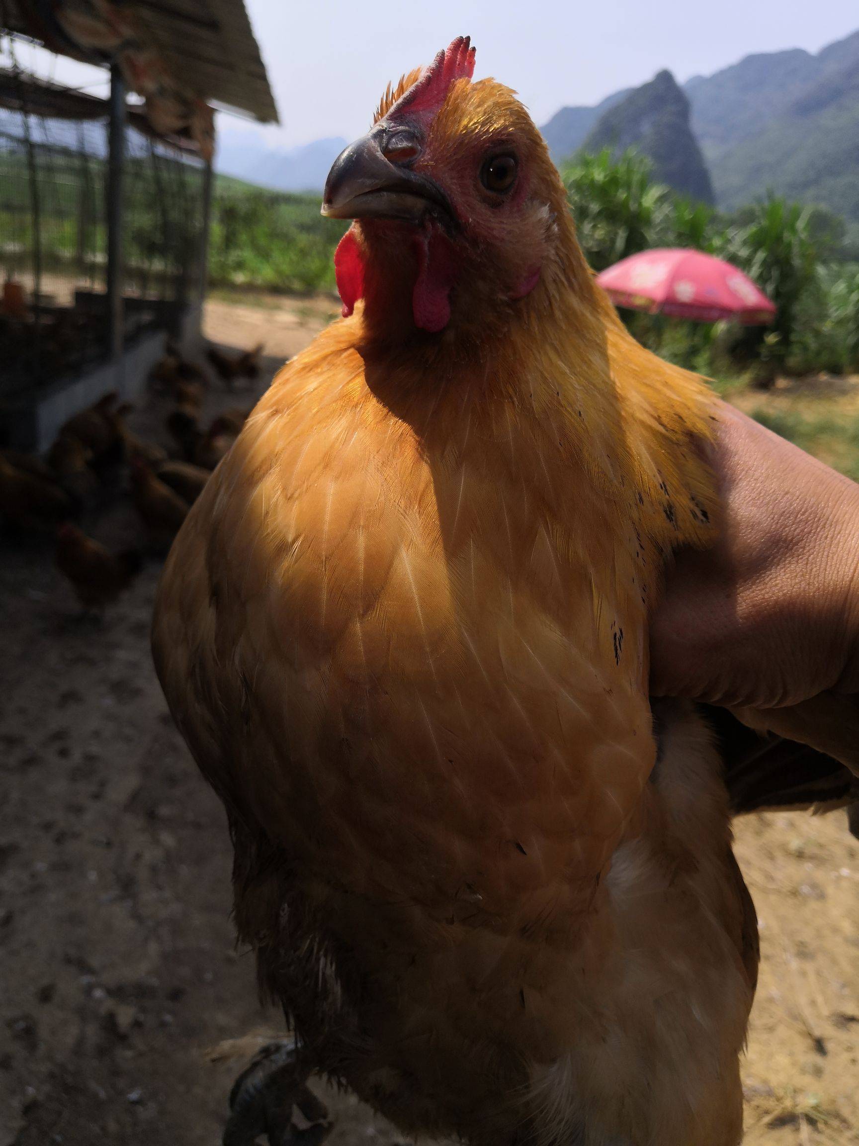 红瑶母鸡照片图片