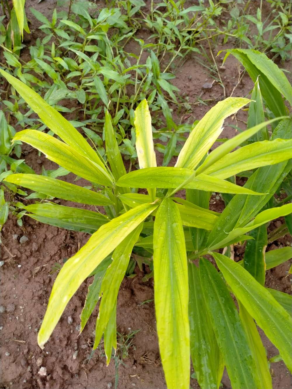 老师你好我家生姜叶子这个样子是什么病