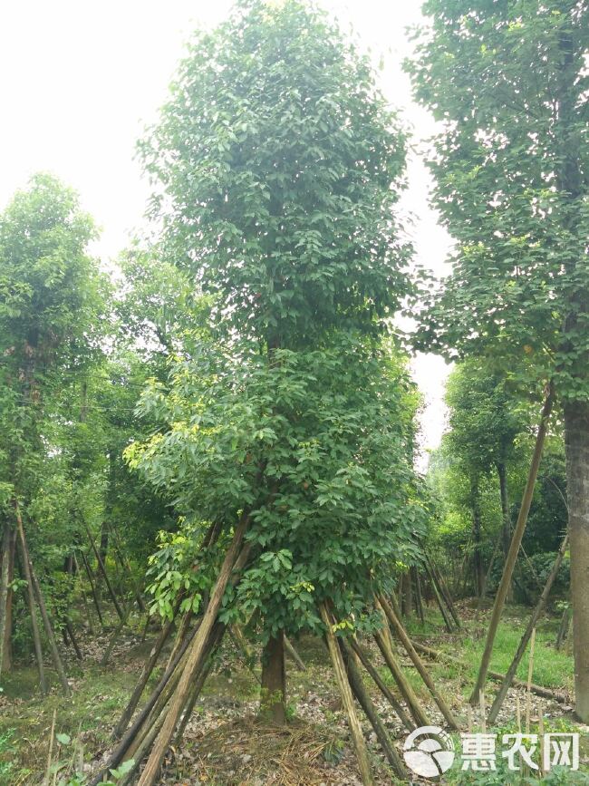  香樟树价格及图片 成都香樟基地 四川香樟 单杆香樟丛生香樟