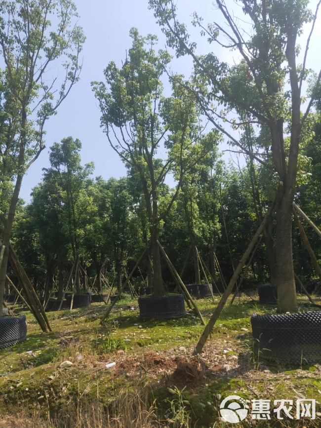  香樟树价格及图片 成都香樟基地 四川香樟 单杆香樟丛生香樟