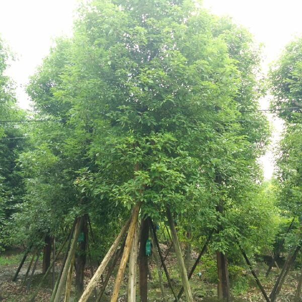  香樟树价格及图片 成都香樟基地 四川香樟 单杆香樟丛生香樟