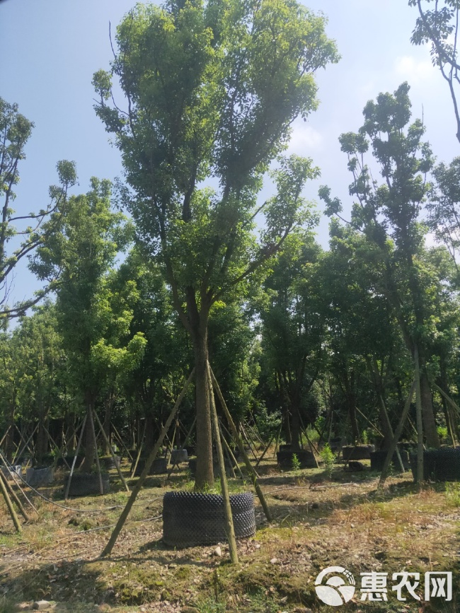  香樟树价格及图片 成都香樟基地 四川香樟 单杆香樟丛生香樟