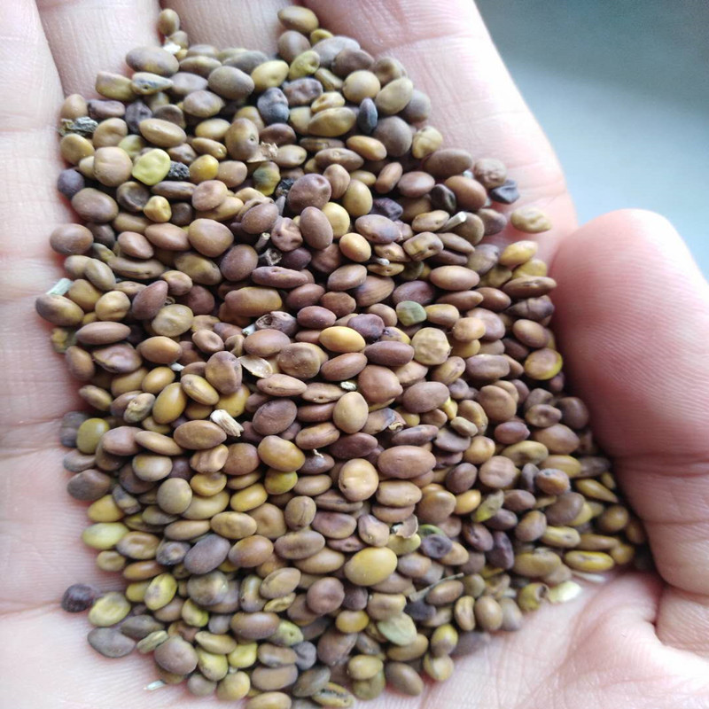 隆德县苦豆子苗 优质中药材苦豆子 苦豆子种子 正品葫芦巴种子量大优惠抗旱耐