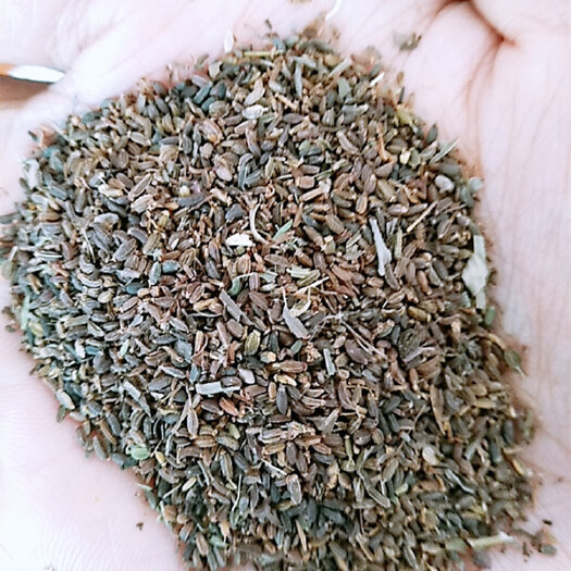 隆德县春季西北 中草药竹叶柴胡种子种籽苗南北方多年生