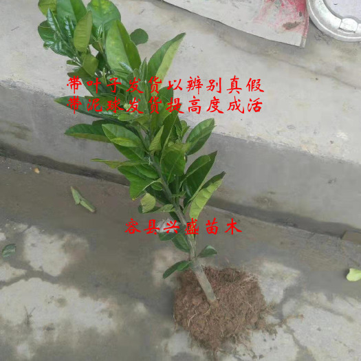 化橘红树苗 正宗正毛化州橘红树苗嫁接苗带叶子发货包正宗