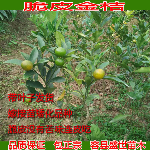 容县脆皮金桔苗 阳朔脆皮金桔连皮吃甜脆包正宗嫁接苗广西苗圃发货