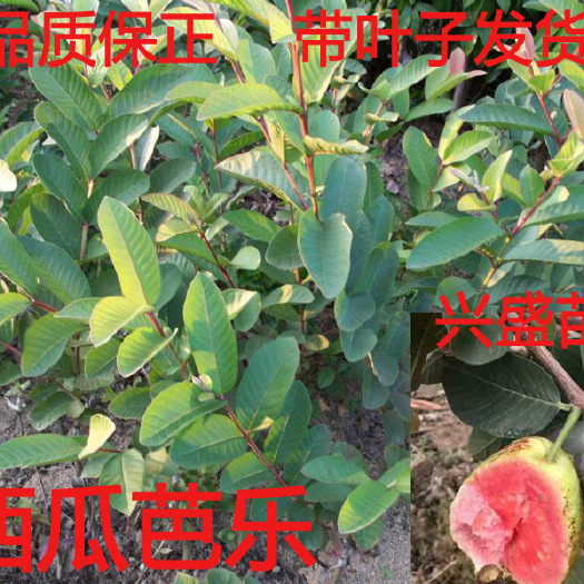 容县红心番石榴苗 西瓜芭乐树苗嫁接苗四季结果红肉包正宗当年种当年