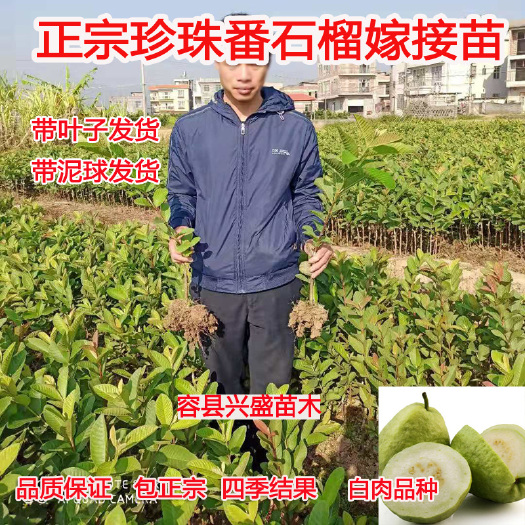 容县珍珠番石榴苗  珍珠番石榴树苗嫁接苗四季结果非常高产包正宗当