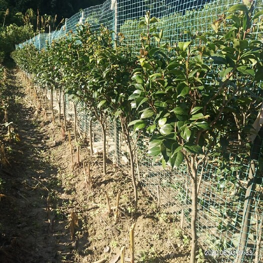 茶花树  茶花苗四季盆栽香妃阳台庭院