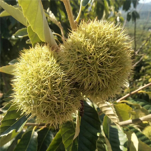 泰安板栗树苗  泰山板栗苗  板栗苗嫁接板栗苗1-2米泰山薄壳板栗苗批发