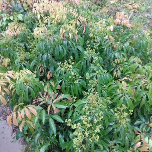容县 白糖罂荔枝苗嫁接苗带叶子发货包正宗广西苗圃发货