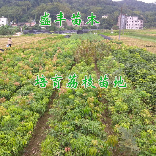 容县鸡嘴荔枝苗 鸡嘴荔枝树苗嫁接苗带叶子发货包正宗