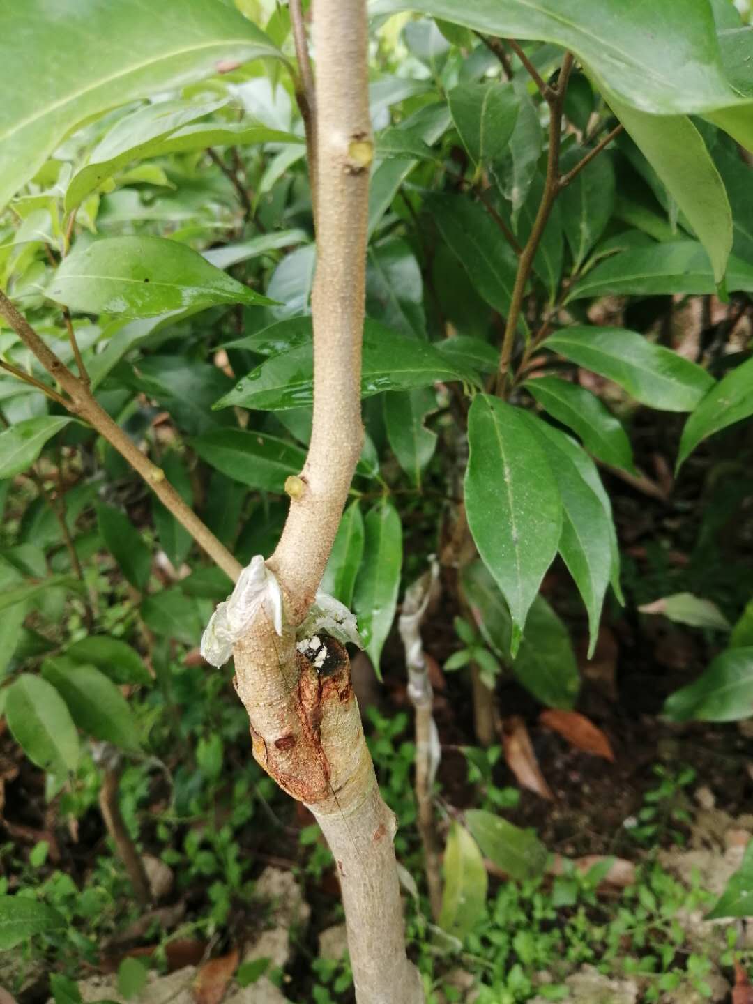 桂味荔枝苗 桂味荔枝树苗嫁接苗带叶子发货包正宗广西苗圃发货