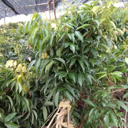 容县桂味荔枝苗 桂味荔枝树苗嫁接苗带叶子发货包正宗广西苗圃发货