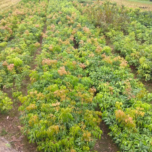 容县黑叶荔枝苗 黑叶荔枝树苗嫁接苗带叶子发货早熟品种包正宗广西苗圃发货