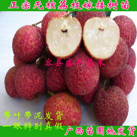 容县无核荔枝苗 无核荔枝树苗嫁接苗包正宗带叶子发货广西苗圃发货