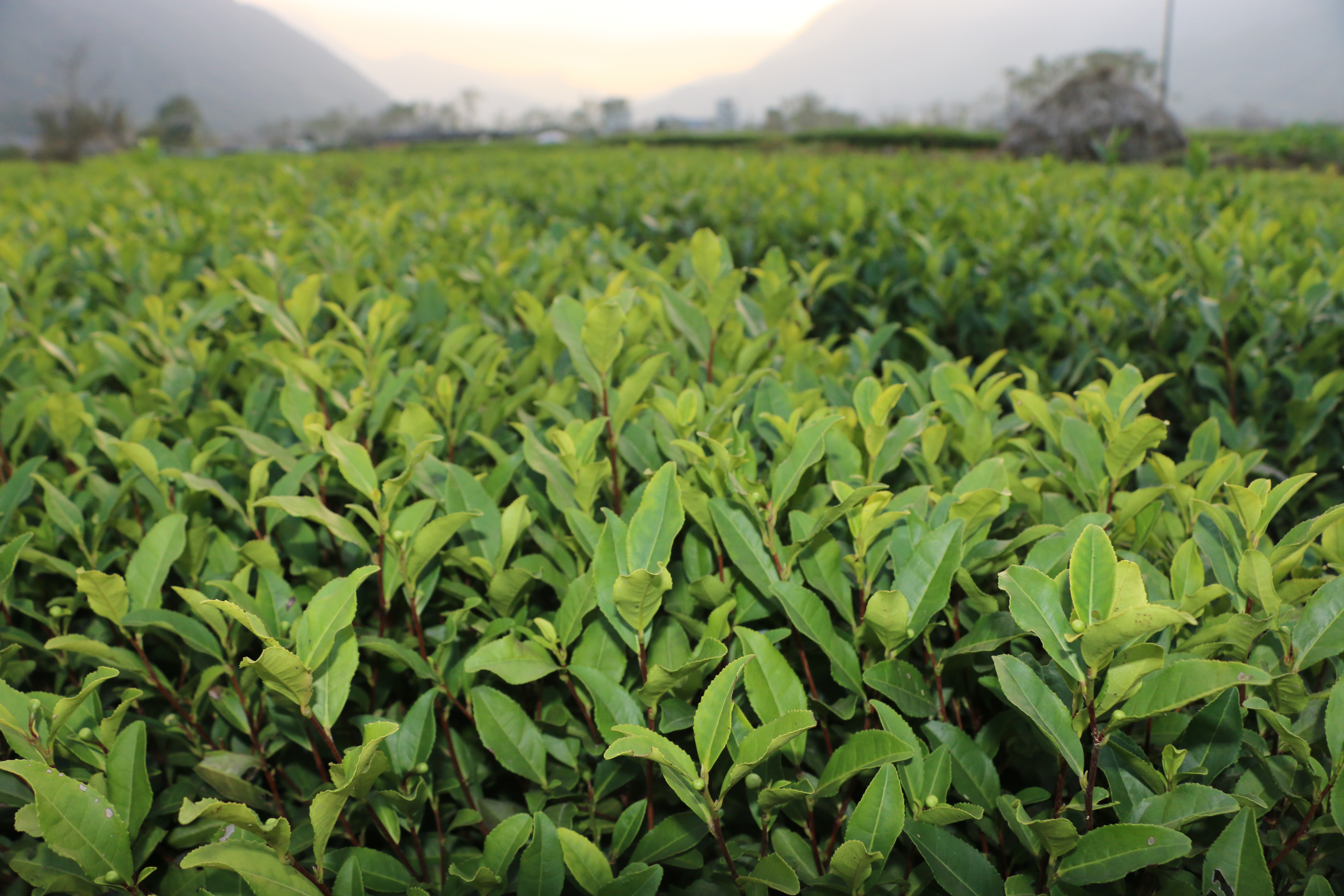 顺丰包邮送货入户龙井43号茶苗福建福安茶树苗基地直销