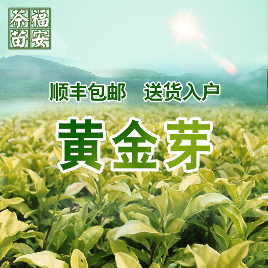 福安市 【全国批发】黄金芽茶苗 黄茶中茶108金牡丹基地直销