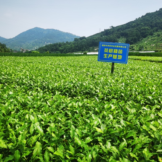 无性系良种茶苗  福安大白茶树苗 一年生无性繁殖福建福安茶苗基地直销
