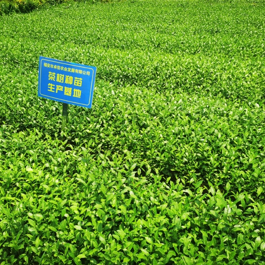 福安市 安吉白茶茶树苗南方种植龙井苗早茶苗 观音绿茶福建苗圃直销
