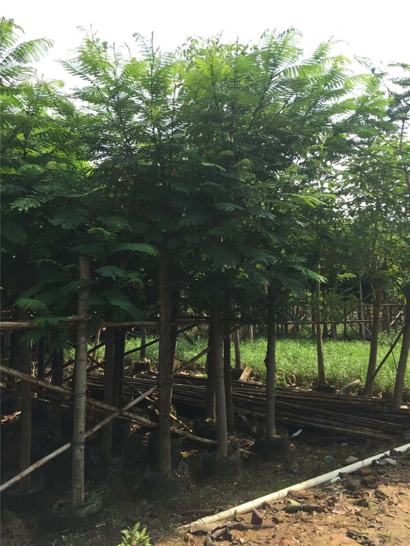 普宁市 广东南洋袋苗产地 揭阳南洋楹袋苗供应商 规格齐全南洋楹袋苗
