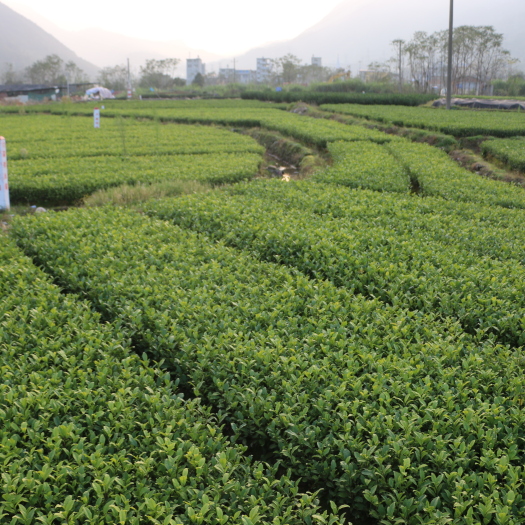 福安市 【顺丰包邮】中茶108茶树苗龙井茶苗一年生金牡丹茶苗批发