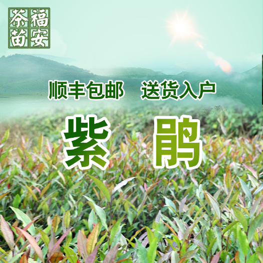 福安市紫鹃茶树苗  【顺丰包邮】批发紫鹃茶苗福建福安茶树苗一年生冬插苗扦插繁殖
